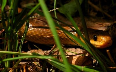 Erdei sikló és turbánliliom