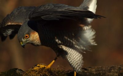 Lukács szeret fürdeni