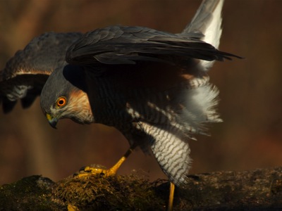 Lukács szeret fürdeni