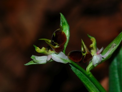 Csillebérci szarvasbangók