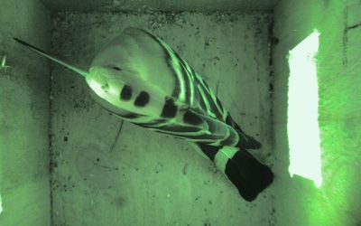 Odúellenőrzés a szentendrei szigeten